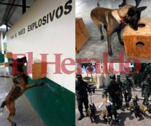La unidad nació hace cuatro años con perros especializados que fueron traídos de Colombia de diferentes tipos de razas, en su mayoría pastor. Foto: Johny Magallanes/ EL HERALDO.