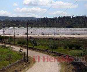 Agroalpha actualmente construye la infraestructura para el cultivo de hortalizas para la exportación. Foto: El Heraldo