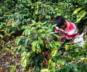 Del rubro del café depende cerca del 20% de la población en Honduras. Foto EL HERALDO