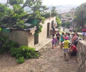 Un árbol cae sobre el techo de una casa en el barrio La Soledad, en la capital de Honduras. Foto: Estalin Irías / El Heraldo.