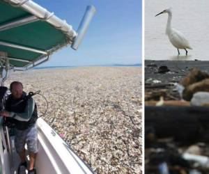 Tanto los animales como los humanos se ven afectados por la basura en el mundo.