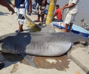 El animal fue sacado del mar por varios pescadores que lo arrastraron hasta la orilla.