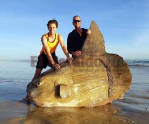 Este tipo de pez se distingue por su gran tamaño y por su característico cuerpo aplastado lateralmente. Puede llegar a pesar hasta 2,2 toneladas, según la revista National Geographic. (AFP)