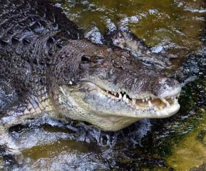 Las huellas, de 18 a 24 cm, fueron totalmente hechas por miembros traseros, como atestigua la ausencia de huellas de la cola y las vías estrechas dejadas atrás. Foto AFP