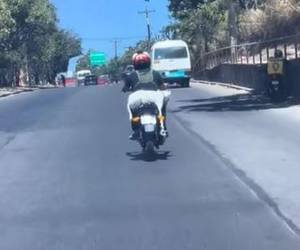 Perro viaja tranquilamente a bordo de una motocicleta