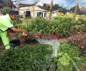 Empleados de la comuna están al cuidado de las cientos de especies de plantas que hay en los dos viveros. (Foto: Efraín Salgado / EL HERALDO)