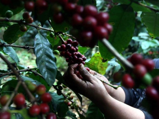 Honduras es el quinto país exportador de café en el mundo, el tercero de Latinoamérica y el primero de Centroamérica.