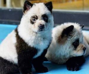 Un torrente de comentarios hostiles de los propietarios de mascotas ha surgido haciendo hincapié en los posibles efectos secundarios del teñido para la piel de los animales. Foto: Diario Correo.