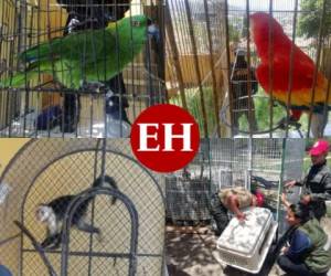 Los animales que estaban en la lujosa residencia del cabecilla de la Mara Salvatrucha (MS-13), Carlos Alberto álvarez, mejor conocido como “Cholo Houston”, fueron decomisados este jueves. Los elementos de la FNAMP trasladaron los animales exóticos al Comando de Apoyo al Manejo de Ecosistemas y Ambiente de las Fuerzas Armadas de Honduras (FAH).