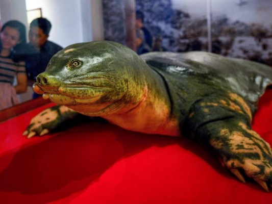 Cuando la tortuga centenaria Cu Rua, que pesaba 170 kilos, fue hallada muerta en el lago Hoan Kiem.