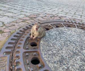 La rata no pudo pasar por uno de los agujeros. Foto: Facebook/Berufstierrettung Rhein Neckar