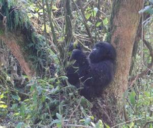 Con solamente 5,000 ejemplares en el planeta, el Gorila del Este ('Gorilla beringei'), se encuentra en riesgo de desaparecer completamente (Foto: AFP)
