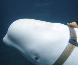 Una ballena beluga nadando alrededor de un barco pesquero antes de que pescadores noruegos le quitaran el apretado arnés. (Foto: AP)