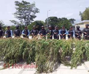 Las plantas de marihuna fueron cortadas y llevadas hasta la jefatura departamental de Comayagua. Foto: EL HERALDO