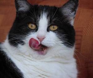 Los autores examinaron las lenguas de felinos muertos y también captaron en acción las lenguas de los gatos domésticos con una cámara que registra 100 fotos por segundo. Foto: Pixabay