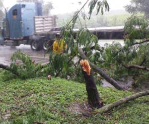 Los fuertes vientos y las lluvias provocaron la caída de un árbol en Choloma, cerca del río Blanquito. Foto Bomberos de Honduras.