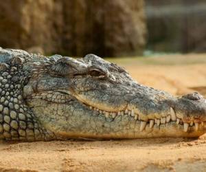 El cocodrilo fue hallado en el jardín de la vivienda. Foto: RT