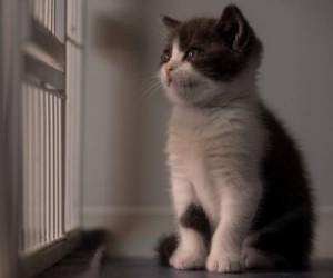 Según su dueño, el pequeño gatito Ajo se parece un 90% a su anterior mascota y espera que cuando crezca tenga la misma personalidad. Fotos AFP