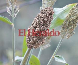 El sorgo es el grano de mayor resistencia al cambio climático.