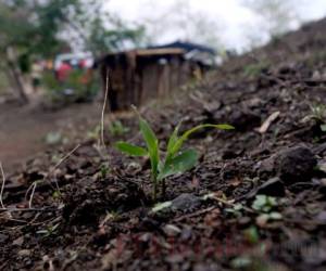 En Honduras la población de las zonas rurales sobrevive con los alimentos que logra cosechar en cada ciclo de producción.