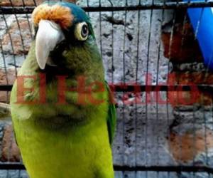 “Además de la identidad deben llevar el recibo de cuando realizaron la inscripción del ave”, señalaron autoridades.