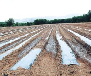 Las cosechadoras de agua que se construyeron en el Corredor Seco hasta el momento no han resultado debido a que el líquido que les llega en la temporada lluviosa no es suficiente para llenarlas.