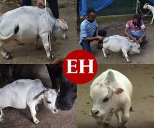 Miles de personas están haciendo caso omiso al confinamiento nacional por el coronavirus solo para ver y fotografiarse con Rani, una vaca nacida en Bangladés considerada la más pequeña del mundo. Mira su adorable estatura en la siguientes imágenes: FOTOS: AFP