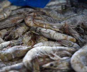 Ante el cierre de México pone en riesgo la exportación de 22 millones de libras de camarón.
