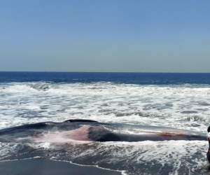 El cadáver de una ballena de la especie Rorcual tropical de 13 metros de largo hallado en una playa de la aldea Hawaii del municipio sureño de Chiquimulilla, Guatemala, el 15 de marzo de 2024.