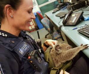 El bebé Koala pesa unos 1,5 kilos (3 libras) y lo nombraron Alfred. Foto: AP