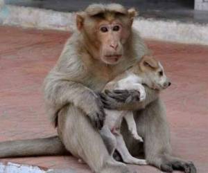 Este mono carga con su amigo (perro callejero) por toda la ciudad.