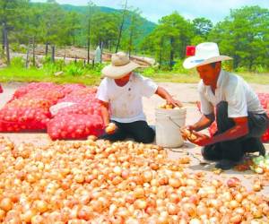 Los pequeños productores piden al gobierno apoyo para vender su vegetal.