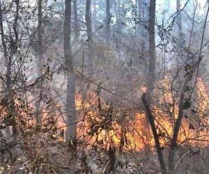 Las investigaciones de las autoridades del Instituto de Conservación Forestal (ICF) han identificado que el 79% de incendios forestales son provocados por el humano.