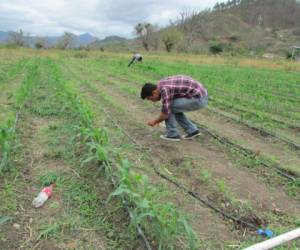 342,389 personas laboran en el sector agropecuario y es el que más empleosgenera en Honduras.