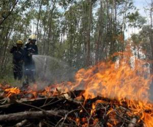 Los incendios forestales han afectado 1,700 hectáreas de bosque solo en la capital. Foto: EL HERALDO