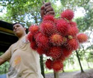 La exportación de rambután genera a la economía cerca de tres millones de dólares anuales.