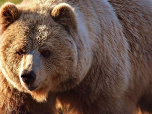 El oso pardo acosó por una semana al hombre en el campamento. Foto ilustrativa.