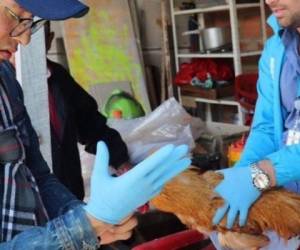 Autoridades de Protección Animal de Bogotá, reportan el rescate de tres gallinas que, al parecer, serían abusadas sexualmente por su dueño. Foto: Twitter Protección Animal Bogotá.