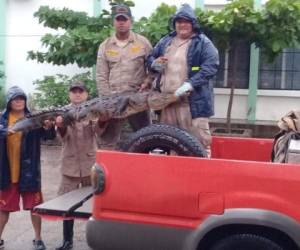 Miembros del Cuerpo de Bomberos atraparon al reptil. Foto: EL HERALDO