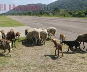 Los efectivos de las Fuerzas Armadas asignados a la pista de Trjullo, además de dar seguridad, son los que corren a espantar a los animales. Fotos: EL HERALDO.