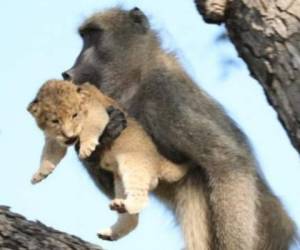El babuino sostuvo al cachorro de león. Foto cortesía Latest Sightings
