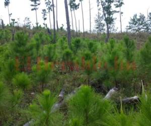 Varias hectáreas fueron reforestadas en distintos municipios de Olancho.
