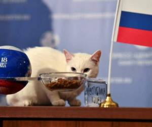 Aquiles forma parte del grupo de gatos que protege el Museo del Hermitage de San Petersburgo y este martes acertó el gane de Rusia.
