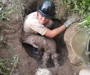 Los dos animales quedaron cubiertos de fango por los desesperados intentos de dalir del agujero. Foto: Bomberos