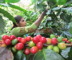 La comercialización del café mueve la economía local de El Paraíso, ciudad que también destaca por sus fábricas de puros que exportan sus productos a EE UU y Europa. Fotos: Juan Flores / EL HERALDO