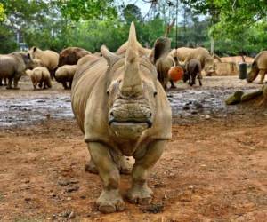 Emma fue elegida entre la manada de 23 rinocerontes del Leofoo Safari Park por su temperamento pacífico y su físico esbelto para reproducirse. FOTO: AFP