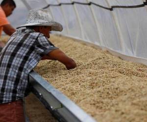 El producto de mayor aporte a la economía hondureña es el café al generar entre 25% y 30% de las divisas por exportación.