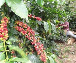 El café hondureño ha ampliado su participación en el mercado hondureño.