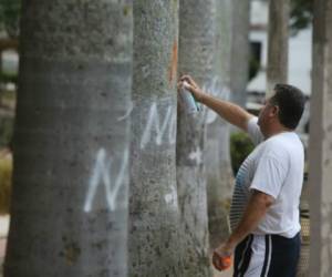 Varios árboles se encuentran marcados con un “OK”. Foto: David Romero / EL HERALDO.