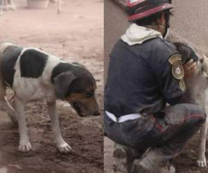 El can guió a los bomberos hasta el lugar donde su familia falleció. Fotos cortesía Facebook